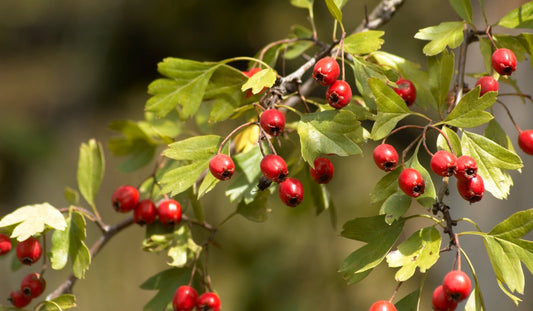How hawthorn can help your heart and give you courage