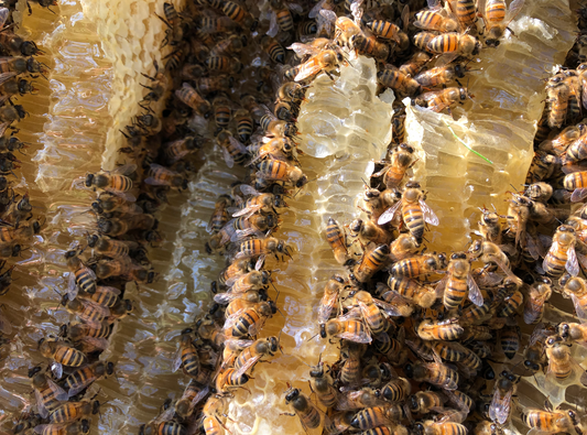 Beekeeping with children: love and connection through tending the hive